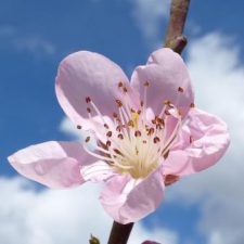 Profile picture of Rana