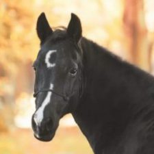 Profile picture of Hilal Uysal