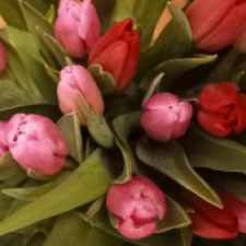 Profile picture of Austra Marmokienė