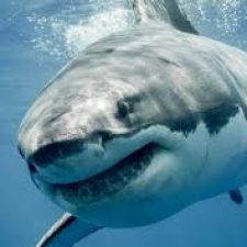 Profile picture of @//dr&@ r!p@m0nt!