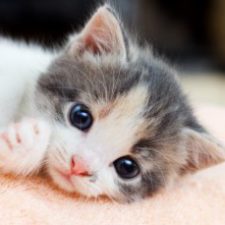 Profile picture of Lavinia Ludrini