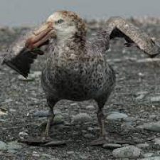 Profile picture of asasas