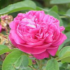 Profile picture of khalid