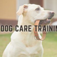 Profile picture of pawsomedogcare