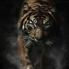 Profile picture of inas.mhalwes