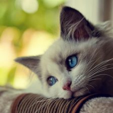 Profile picture of shahd sider