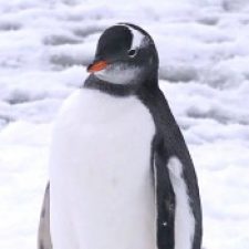 Profile picture of Hana