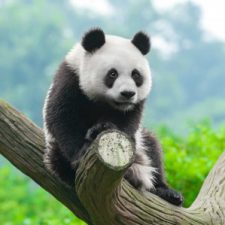 Profile picture of Alice