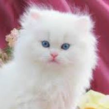 Profile picture of hind abu sneneh