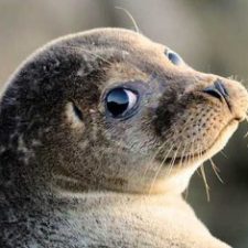 Profile picture of Alessandro papazzoni