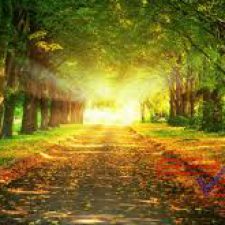 Profile picture of Nawras shtewe