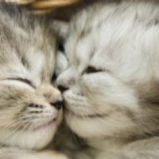 Profile picture of Boryana Dimitrova