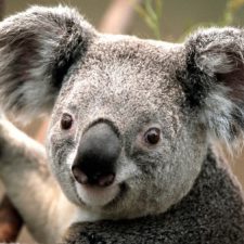 Profile picture of zionasif