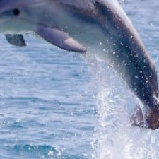 Profile picture of alin