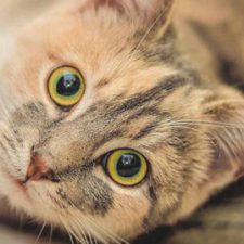 Profile picture of Cristina Bignotti