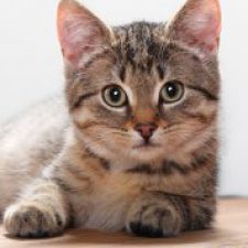 Profile picture of Simeon Ivanov Ivanov