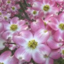 Profile picture of claudia biagi