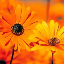 Profile picture of Nadia