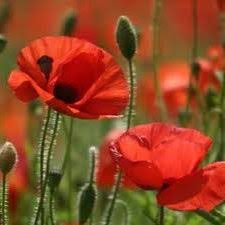 Profile picture of Valeria Nikolova