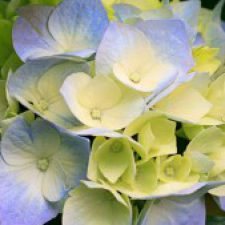 Profile picture of Вдъхнови себе си, мисли щастливо, живей страстно!