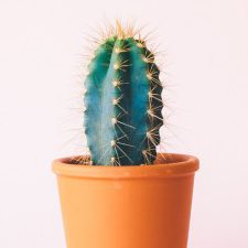 Profile picture of מאיה גרינברג ♡