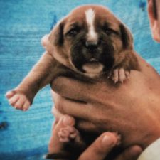 Profile picture of sauljoeldeutsch