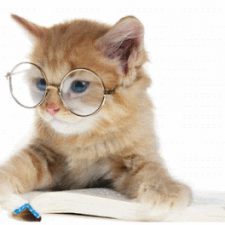 Profile picture of taghreed