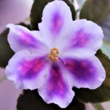 Profile picture of Petrova Tsvetanka